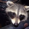 City Warns Dog Owners To Keep Pups On Leash In Central Park Due To Raccoons With Distemper Virus